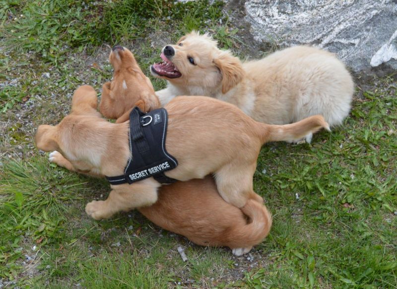 Emily møder 2 af sine søskende Marley og Naala