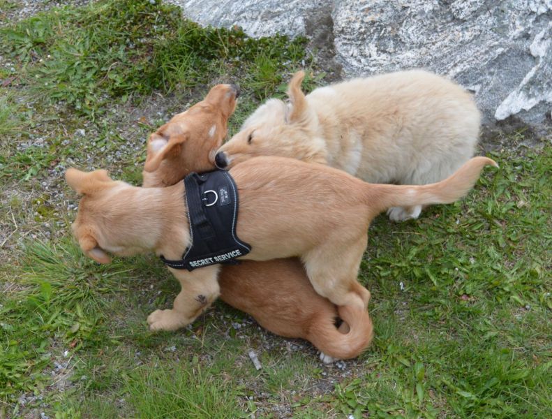 Emily møder 2 af sine søskende Marley og Naala