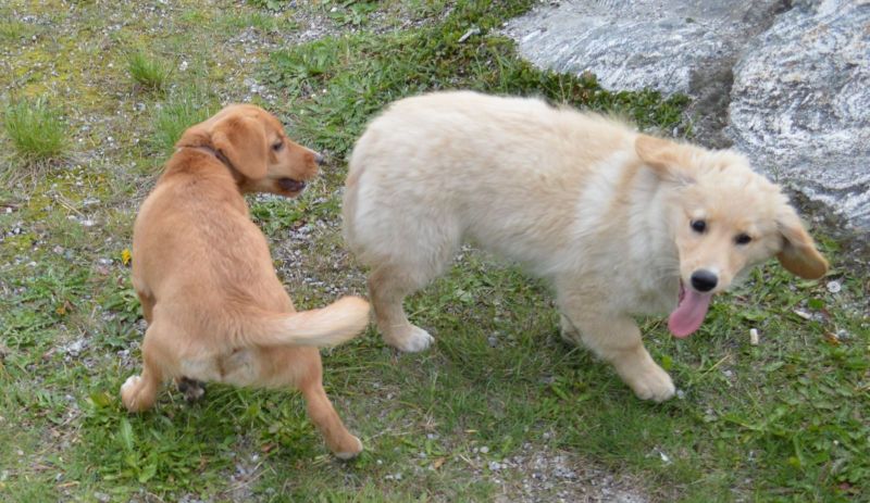 Emily møder 2 af sine søskende Marley og Naala