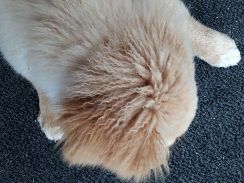 Lidt krøllet er man vel?