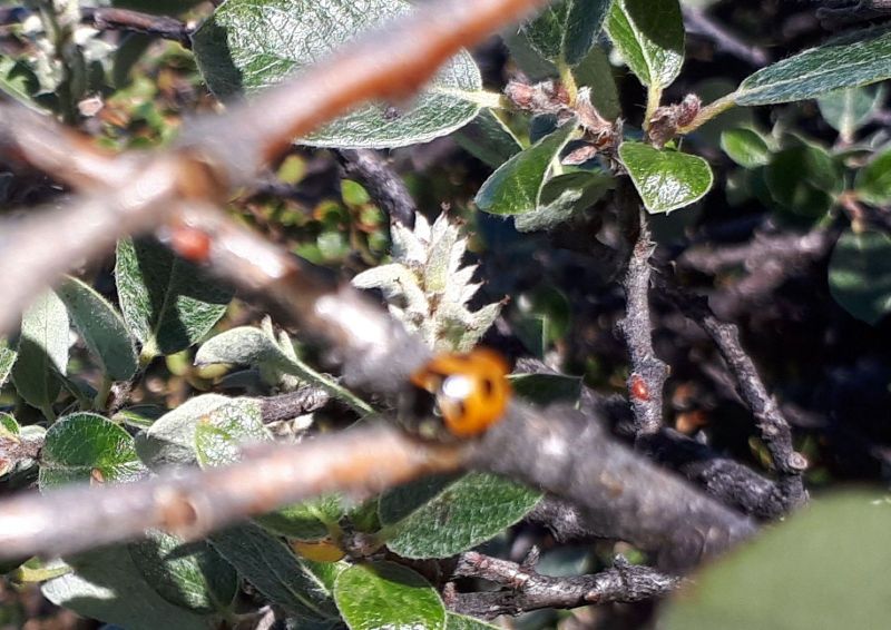 2020-08-19-1413_Mariehone