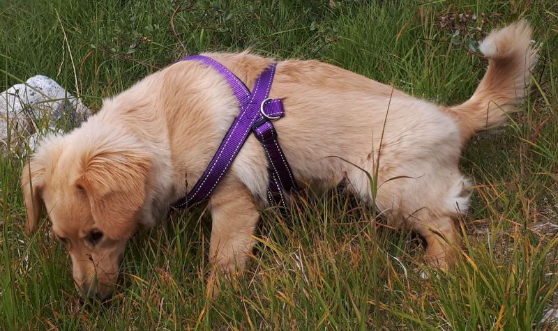 Emily's nye sele er stadig lidt for stor