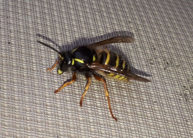 2020-08-29-1734_Hveps