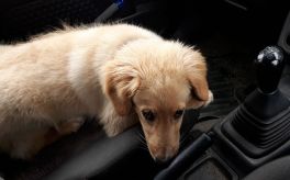 2020-08-01-1058_Emily