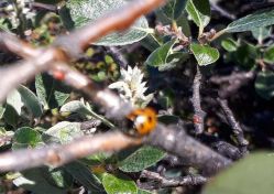 2020-08-19-1413_Mariehone