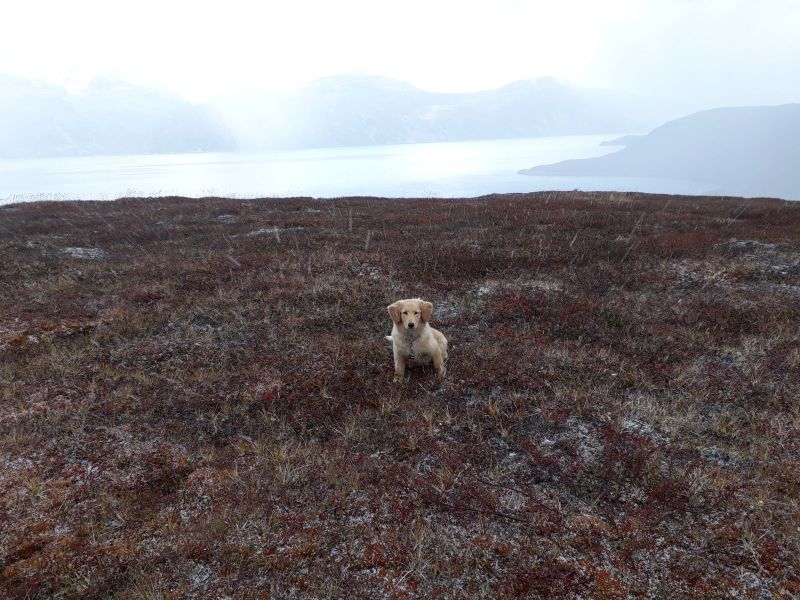 Jagt i Qasiginanguit Ameralik - med Ruder 3 og Klaus