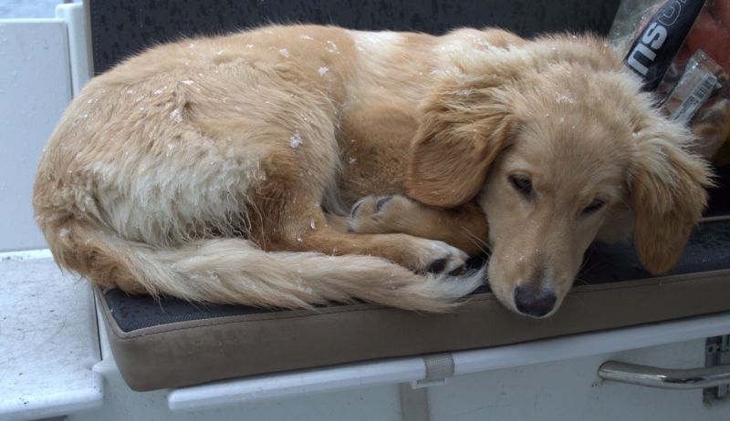 Jagt i Qasiginanguit Ameralik - med Ruder 3 og Klaus