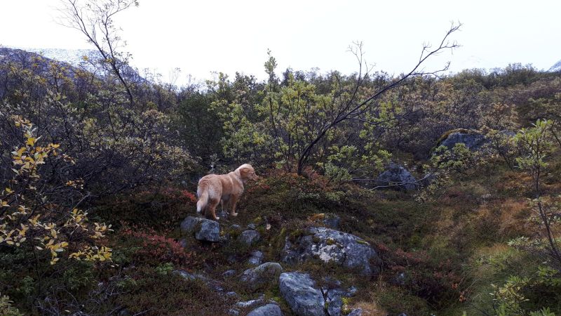 Jagt i Qasiginanguit Ameralik - med Ruder 3 og Klaus