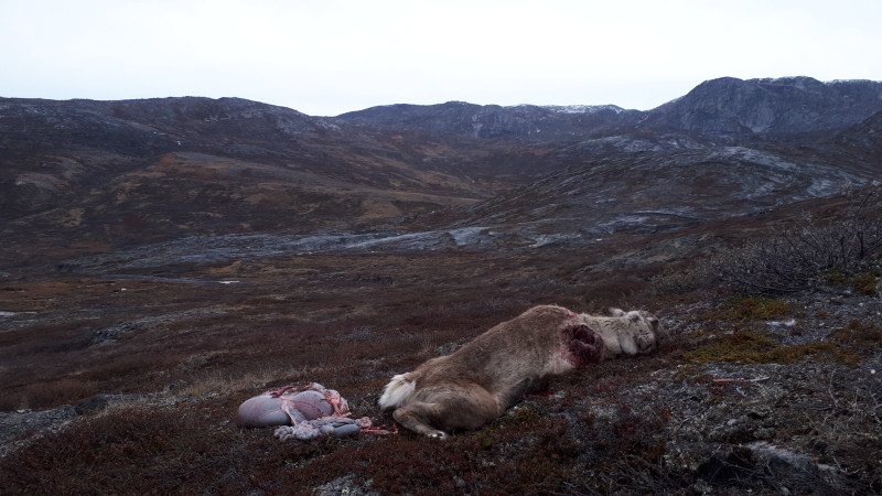 2020-10-01-1305_Rensdyr