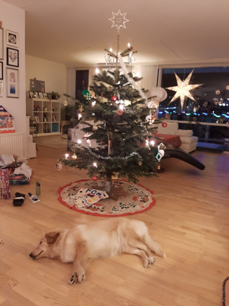 2020-12-24-2146_Emily-Juletrae