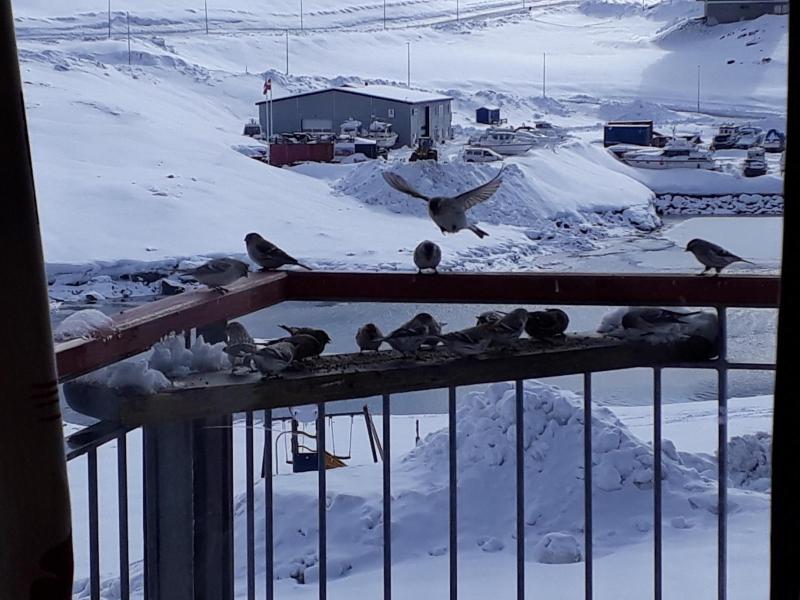 2021-04-06_-15.37.30_Spurv