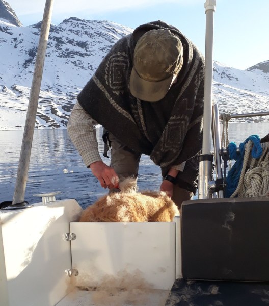 Emily bliver børstet