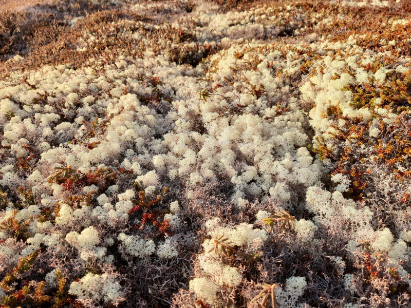 2021-05-28-2129_Rensdyrlav