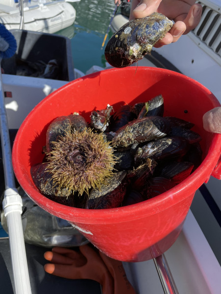 2021-05-29-1608_Blaamuslinger-Soepindsvin