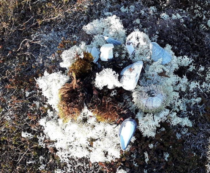 Sigurds alteropsætning