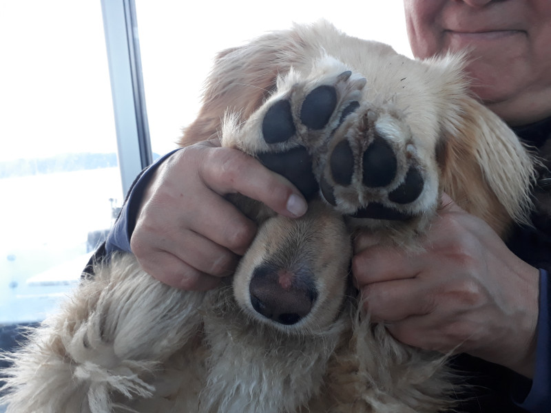 Miniferie inde i Nuuk fjorden. Pause i Qoornoq på vej mod Ujarassuit