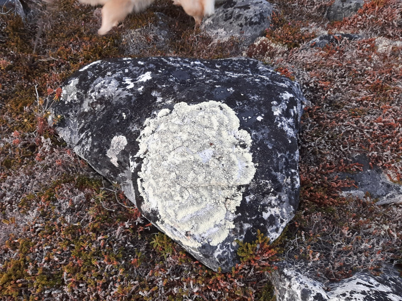 Miniferie inde i Nuuk fjorden. Pause i Qoornoq på vej mod Ujarassuit. Mos på sten