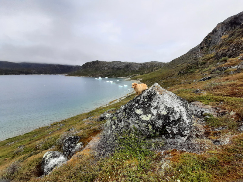 Miniferie inde i Nuuk fjorden