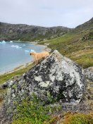 Miniferie inde i Nuuk fjorden