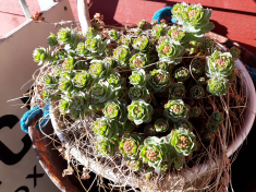 2021-06-03-1918_Rosenrod