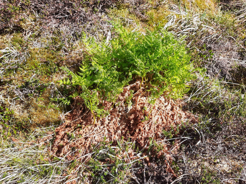 Miniferie i Qarajat Iluat