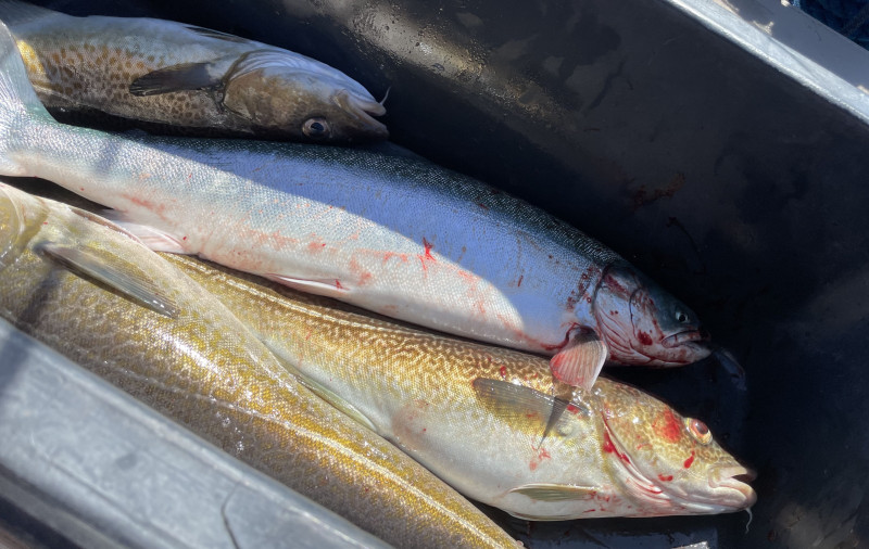 Miniferie i Qarajat Iluat