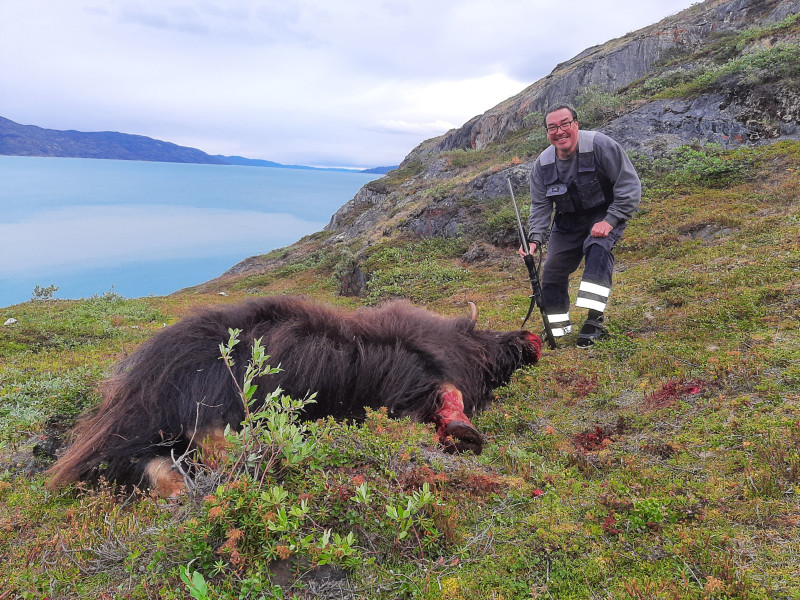 Moskusjagt i Kangerlussuaq 2021. Fangede 2 store dyr. Alu, Maren og Søren afsted. Mødtes med Kim og Jaaku.