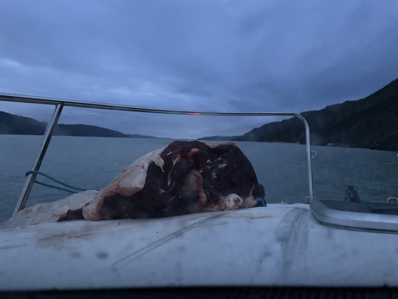 Moskusjagt i Kangerlussuaq 2021. Fangede 2 store dyr. Alu, Maren og Søren afsted. Mødtes med Kim og Jaaku.