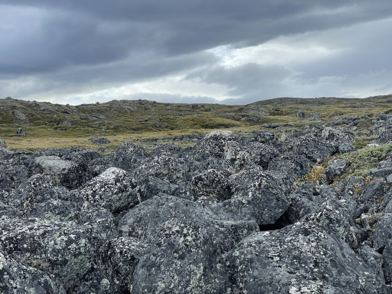 Moskusjagt i Kangerlussuaq 2021. Ryper i fjeldet