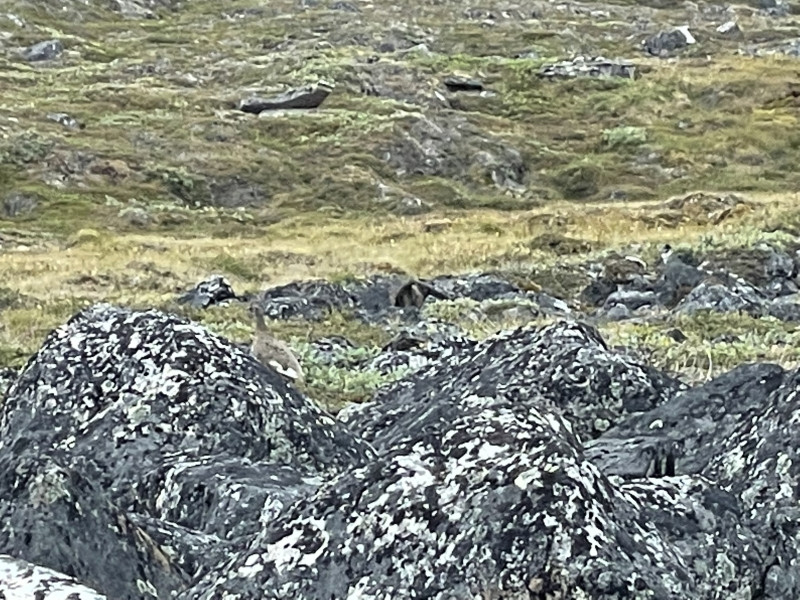 Moskusjagt i Kangerlussuaq 2021. Ryper i fjeldet