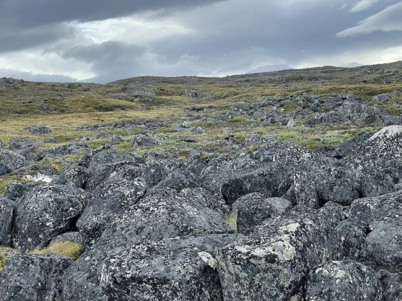 Moskusjagt i Kangerlussuaq 2021. Ryper i fjeldet