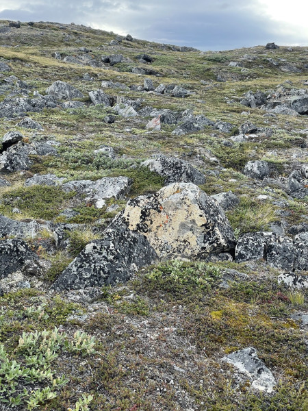 Moskusjagt i Kangerlussuaq 2021. Ryper i fjeldet