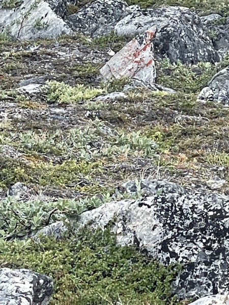 Moskusjagt i Kangerlussuaq 2021. Ryper i fjeldet