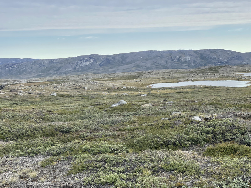 Moskusjagt i Kangerlussuaq 2021. Fangede 2 store dyr. Alu, Maren og Søren afsted. Mødtes med Kim og Jaaku.