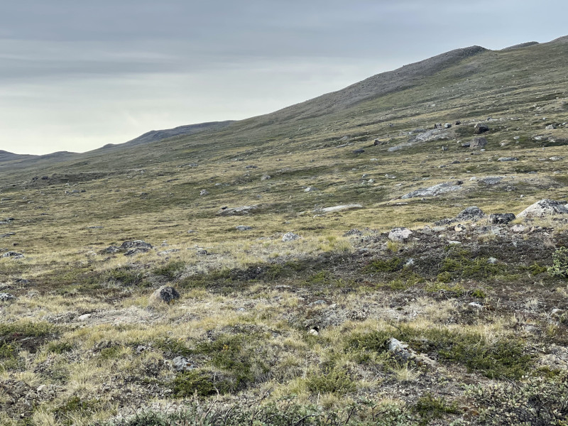 Moskusjagt i Kangerlussuaq 2021. Fangede 2 store dyr. Alu, Maren og Søren afsted. Mødtes med Kim og Jaaku.