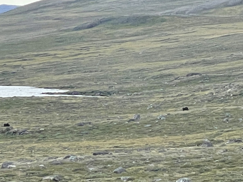 Moskusjagt i Kangerlussuaq 2021. Fangede 2 store dyr. Alu, Maren og Søren afsted. Mødtes med Kim og Jaaku.