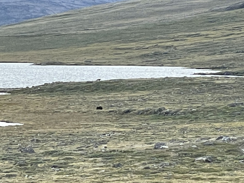 Moskusjagt i Kangerlussuaq 2021. Fangede 2 store dyr. Alu, Maren og Søren afsted. Mødtes med Kim og Jaaku.