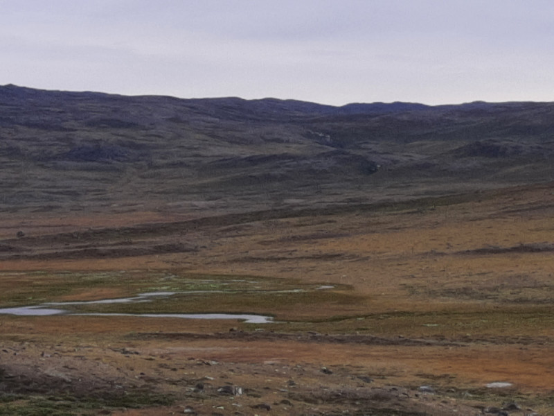 Moskusjagt i Kangerlussuaq 2021. Fangede 2 store dyr. Alu, Maren og Søren afsted. Mødtes med Kim og Jaaku.