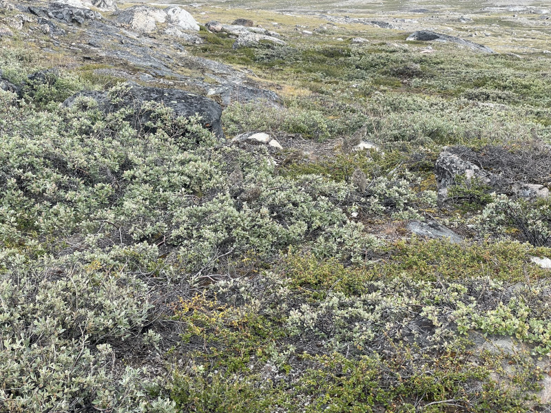 Moskusjagt i Kangerlussuaq 2021. Fangede 2 store dyr. Alu, Maren og Søren afsted. Mødtes med Kim og Jaaku.