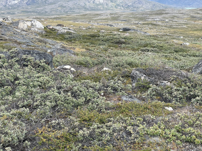 Moskusjagt i Kangerlussuaq 2021. Fangede 2 store dyr. Alu, Maren og Søren afsted. Mødtes med Kim og Jaaku.