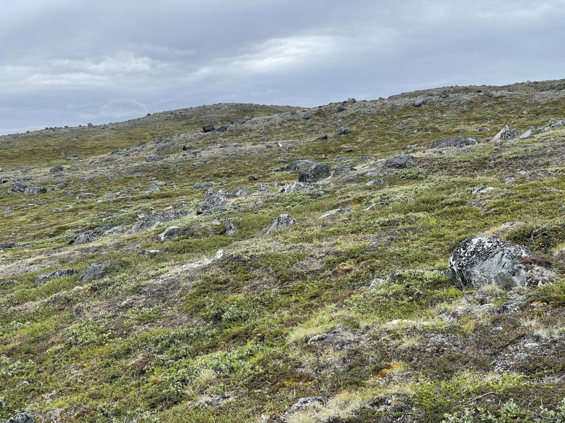 Moskusjagt i Kangerlussuaq 2021. Fangede 2 store dyr. Alu, Maren og Søren afsted. Mødtes med Kim og Jaaku.