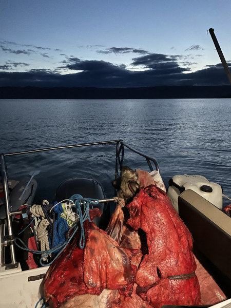 Moskusjagt i Kangerlussuaq 2021. Fangede 2 store dyr. Alu, Maren og Søren afsted. Mødtes med Kim og Jaaku.