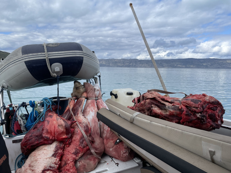 Moskusjagt i Kangerlussuaq 2021. Fangede 2 store dyr. Alu, Maren og Søren afsted. Mødtes med Kim og Jaaku.