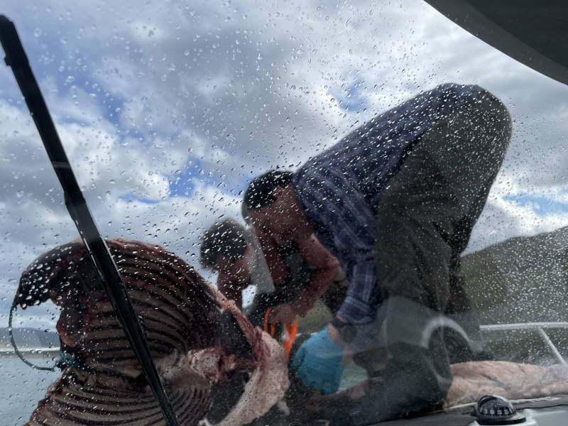 Moskusjagt i Kangerlussuaq 2021. Fangede 2 store dyr. Alu, Maren og Søren afsted. Mødtes med Kim og Jaaku.