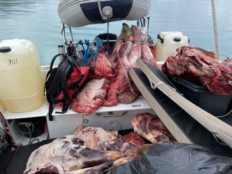 Moskusjagt i Kangerlussuaq 2021. Fangede 2 store dyr. Alu, Maren og Søren afsted. Mødtes med Kim og Jaaku.