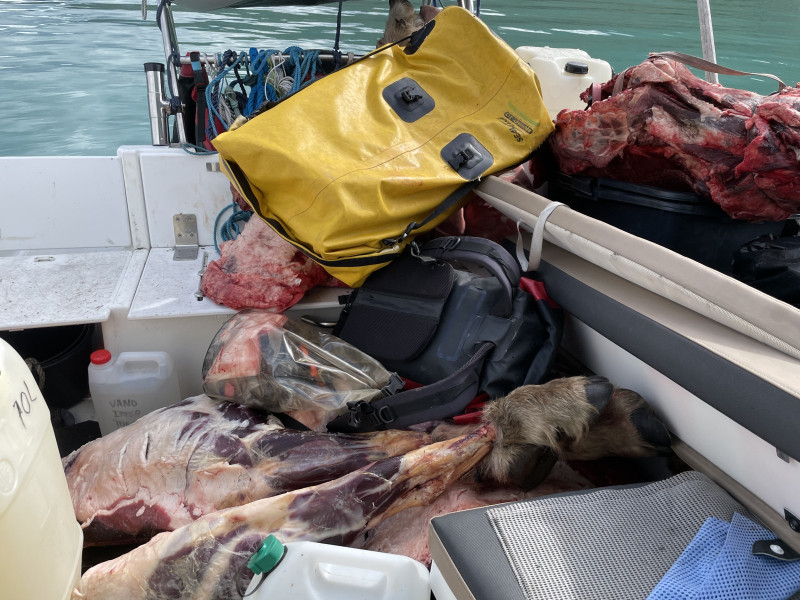 Moskusjagt i Kangerlussuaq 2021. Fangede 2 store dyr. Alu, Maren og Søren afsted. Mødtes med Kim og Jaaku.