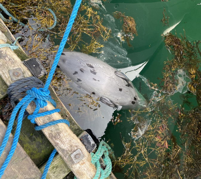 Moskusjagt i Kangerlussuaq 2021. Fangede 2 store dyr. Alu, Maren og Søren afsted. Mødtes med Kim og Jaaku.