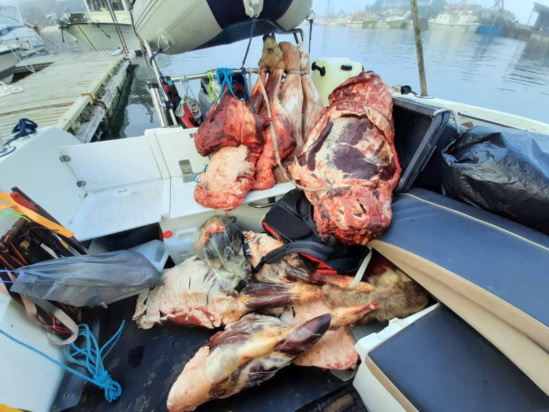 Moskusjagt i Kangerlussuaq 2021. Fangede 2 store dyr. Alu, Maren og Søren afsted. Mødtes med Kim og Jaaku.