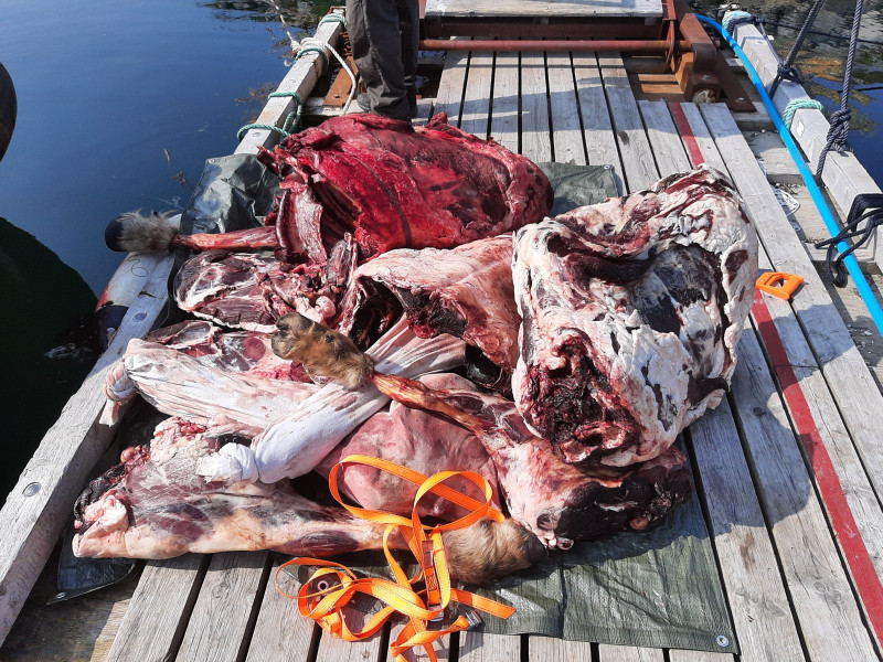 Moskusjagt i Kangerlussuaq 2021. Fangede 2 store dyr. Alu, Maren og Søren afsted. Mødtes med Kim og Jaaku.