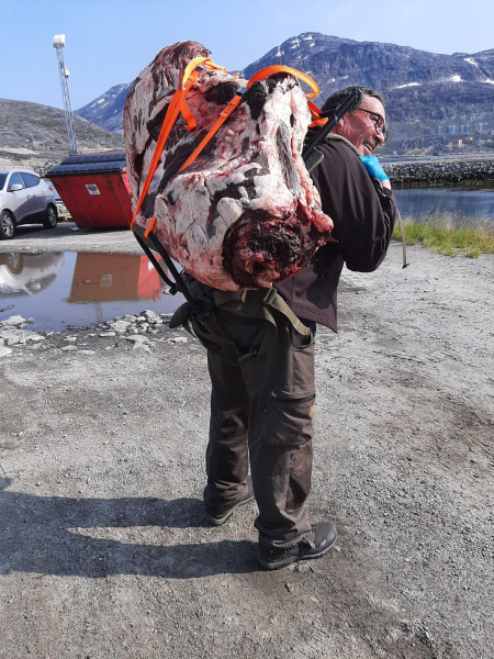 Moskusjagt i Kangerlussuaq 2021. Fangede 2 store dyr. Alu, Maren og Søren afsted. Mødtes med Kim og Jaaku.
